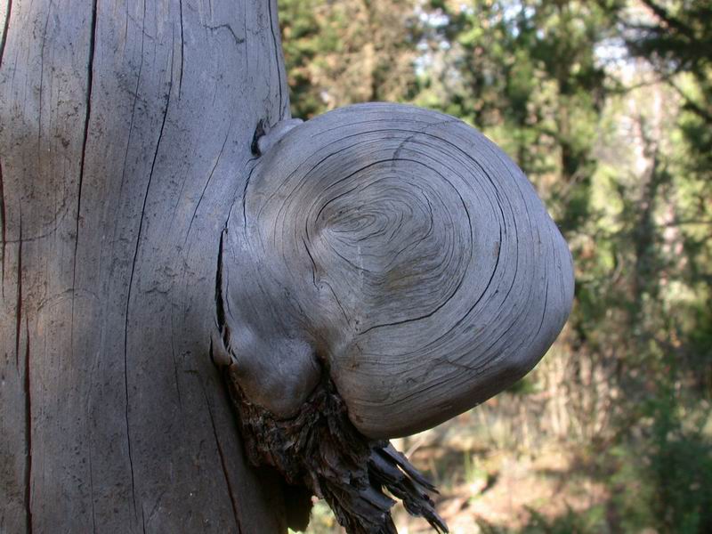 Funghi carie del legno